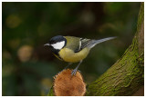 Great Tit