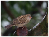 House Sparrow ♀