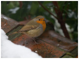 Robin