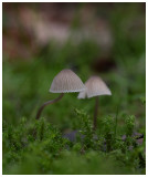 Mycena galopus