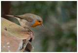 Robin