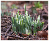 Galanthus nivalis