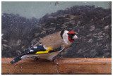 Goldfinch