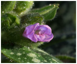 Pulmonaria officinalis