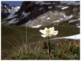 Pulsatilla alpina