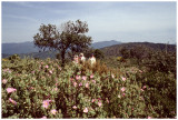 les garrigues