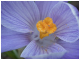 Crocus