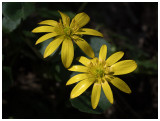 Ranunculus ficaria