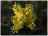 Mahonia aquifolium