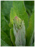 Digitalis purpurea