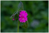 Silene dioica