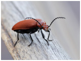 Pyrochroa serraticornis