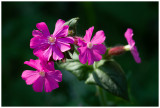 Silene dioica