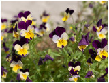 Viola