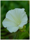 Convolvulus arvensis