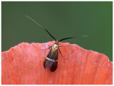 Nemophora spec.