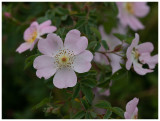 Rosa canina  