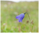 Campanula rotundifolia