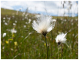 Eriophorum