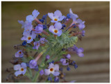 Buddleja davidii