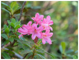 Rhododendron hirsitum