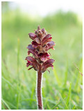 Malva alcea