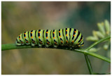 Papilio machaon