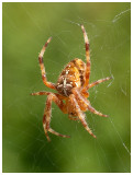 Araneus diadematus