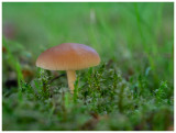 Collybia dryophila   
