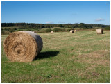 prairie de fauche