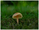 Collybia dryophila   