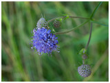 Succisa pratensis