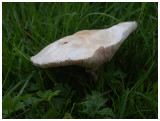 Leucoagaricus leucothites