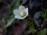 Parnassia palustris