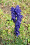 Aconitum napellus subsp. vulgare   