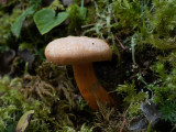 Lactarius