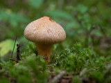 Gomphidius helveticus   