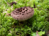 Sarcodon imbricatus   