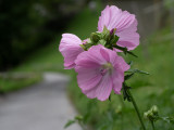 Malva alcea