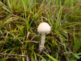 Parvus fungus albus