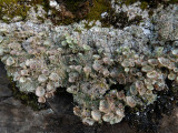 Cladonia chlorophaea   