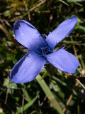 Gentianella ciliata