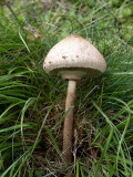 Macrolepiota procera   