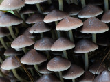 Psathyrella multipedata   