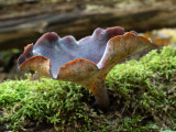 Polyporus badius   