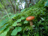 Clover, moss and mushroom