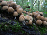 Coprinus truncorum   