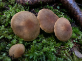 Boletus spec.
