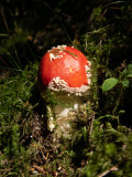 Amanita muscaria