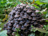 Psathyrella multipedata   